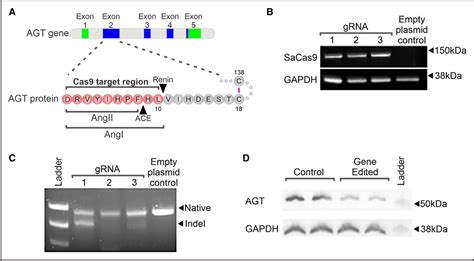 yuan mikami|CRISPR/Cas9 Mediated Deletion of the Angiotensinogen Gene .